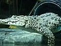Play Rare crocodiles snap at London move | BahVideo.com