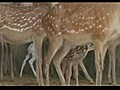 Rare birth of white deer in China | BahVideo.com