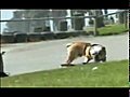 FUNNY ANIMAL VIDEOS | BahVideo.com