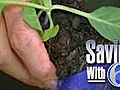 Grow-your-own to save on vegetables | BahVideo.com