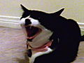 My Cat From Hell Fifi s Betrayal | BahVideo.com