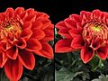 Time-lapse Blooming Red Dahlia 6d Isolated  | BahVideo.com