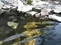 Goldbug Hot Springs In Idaho | BahVideo.com
