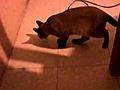funny cat play with a cockroach | BahVideo.com