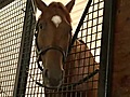 Derby winner Animal Kingdom s trainer prepares  | BahVideo.com