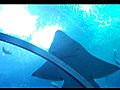 Georgia Aquarium - Ocean Voyager Tunnel | BahVideo.com