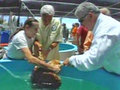 Loggerhead Turtle Gets a Life | BahVideo.com