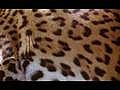 The Ultimate Guide Big Cats Big Cat Stripes | BahVideo.com