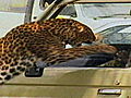 Untamed and Uncut Leopard Attacks Man | BahVideo.com