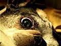 Op ration de la cataracte du chien - Chirurgie  | BahVideo.com