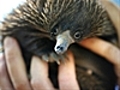Perth Zoo s baby echidnas | BahVideo.com