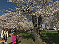 Japan focus at Cherry Blossom Fest | BahVideo.com