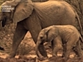 GREAT MIGRATIONS - ELEPHANTS | BahVideo.com