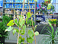 Sculptural Caudiciform Plants | BahVideo.com