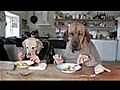 Twee honden op restaurant | BahVideo.com