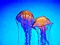 Jellyfish | BahVideo.com