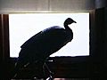 On Camera Wild Turkey Leaves Major Mess | BahVideo.com