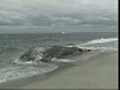 Dead whale found on sandbar in Chatham | BahVideo.com