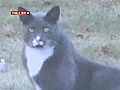 Family Finds Cat Shot Killed During 4th Of  | BahVideo.com