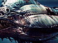 Animals Piranha 3D Fact vs Fiction | BahVideo.com