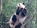 Un panda compl tement fou | BahVideo.com