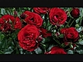 Liquid Crystal Gallery Presents Flowers | BahVideo.com