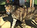 Cheetah Run Debuts | BahVideo.com