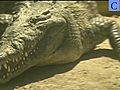 Jamaica Crocodile Farm | BahVideo.com