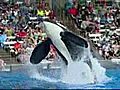 Tilly The Killer Whale Returns To SeaWorld | BahVideo.com