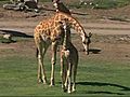 Giraffe Majagi Released to Field | BahVideo.com
