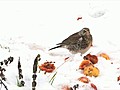 Snow glorious Snow | BahVideo.com
