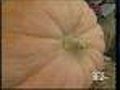 KD Country Pumpkin Passion | BahVideo.com