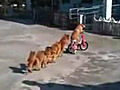 Doggy Conga Line | BahVideo.com