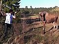 Man vs moose  | BahVideo.com