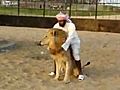 Arab Rides A Lion Like A Horse | BahVideo.com