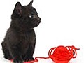 How to teach a kitten to play gently | BahVideo.com
