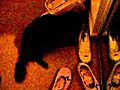 Cat Chews Shoes | BahVideo.com