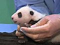 Panda Cub s First Exam | BahVideo.com
