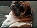 Flash Stella and Spanky - best bulldogs ever | BahVideo.com