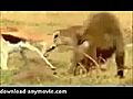 Anna geyik yavrusunu b yle korudu  | BahVideo.com