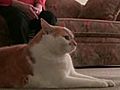 Cat Senses Heart Attack,  Saves Owner | BahVideo.com