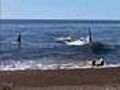 Orca torpedo | BahVideo.com