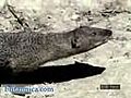 Mongoose Attacking A | BahVideo.com