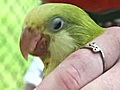 Parrots rescued from hoarder recovering in Orlando | BahVideo.com