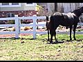 hugo 1 | BahVideo.com