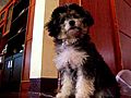 Cute Poodle Puppy | BahVideo.com