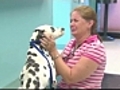 Tearful reunion Woman dog reunited after a year apart | BahVideo.com