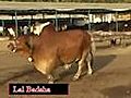 Shah Cattle Red King | BahVideo.com