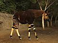Okapis and Hippos | BahVideo.com