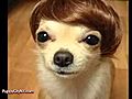Dogs in Wigs  | BahVideo.com